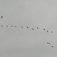 Из дальних странствий воротясь... :: nadyasilyuk Вознюк