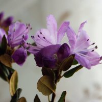 Багульник :: Галина Нестратова