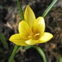 Солнечный :: Людмила Смородинская