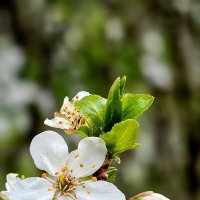 Цветёт алыча :: Валерий Ткаченко Цветёт алыча :: Валерий Ткаченко