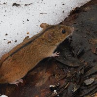 Полевая мышь :: Лина 