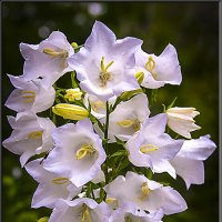 САДОВЫЕ КОЛОКОЛЬЧИКИ. :: Александр Дмитриев