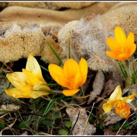 *** :: Aleksandr Gal