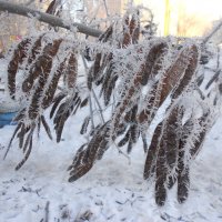 иголки марта :: Елена Шаламова иголки марта :: Елена Шаламова