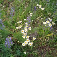 летняя полянка :: Елена Шаламова