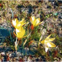 Крокусы :: VasiLina * Крокусы :: VasiLina *