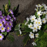 Примула :: Рита Симонова