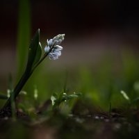 Пушкиния :: Игорь Шевченко