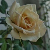 Роза :: Валентина Богатко 