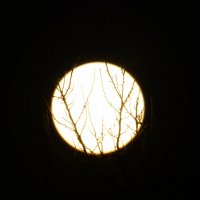 Пойманное солнце :: Иван Литвинов