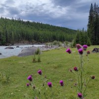 Пейзаж с чертополохом :: Галина Козлова Пейзаж с чертополохом :: Галина Козлова