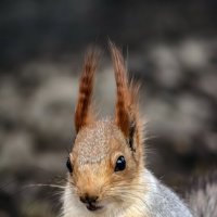 Белка. :: Александр. AVG100 ---