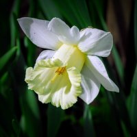 Весеннее. :: Владимир 