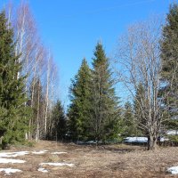 Весенний лес. :: Галина .