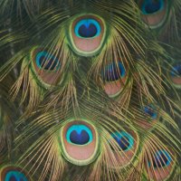 Перья Павлина :: Александр Леонов