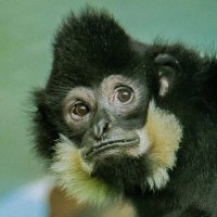 ГИББОН :: Аркадий Лаптенко