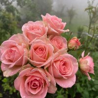 ЦВЕТЫ :: МАРИЯ ПОПОВА