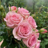 ЦВЕТЫ :: МАРИЯ ПОПОВА