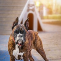 Боксёр :: Alex Bush Боксёр :: Alex Bush