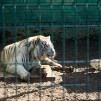 За решёткой. Самарский ззопарк :: Олег Манаенков