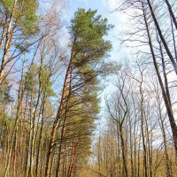 Тропинка у леса :: Андрей Снегерёв