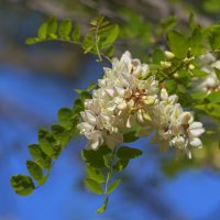 "Белой Акации Гроздья душистые" :: Светлана Тихонина