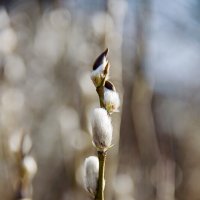 Поспели "зайчики"! :: Bosanat 