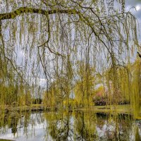 Ранняя весна :: Tarus 