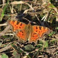 ... :: Ninell Nikitina