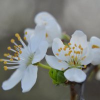 Алыча :: Надежда Куркина 