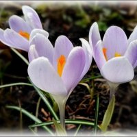 Крокусы :: Елена Сухорученкова