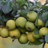 Лесные груши :: Юрий Воронов