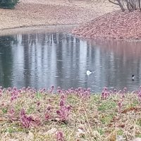 Весна :: Сапсан 