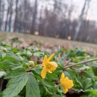 Ветреница :: Сапсан 