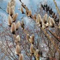 С Вербным Воскресеньем! :: Лидия Бусурина