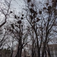 Грачевник... :: Андрей Хлопонин