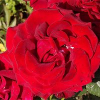 За красоту мы любим розы,за дивный запах,промат! :: Нина Андронова