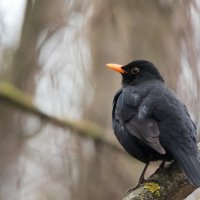 Черный дрозд. :: Владимир Безбородов Черный дрозд. :: Владимир Безбородов