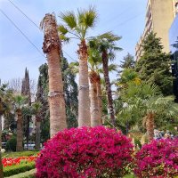 СОЧИ. НАВАГИНСКАЯ ул. :: Tata Wolf