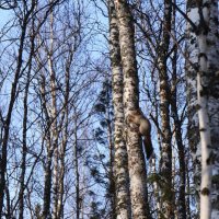 Апрель...Весенняя белка  на березе! :: Владимир 