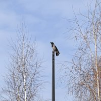 Что-то высматривает :: Валерий Иванович