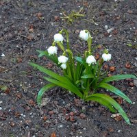Белоцветник весенний :: Валерий Иванович