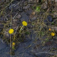 Первоцветы в лесу :: Сергей Цветков Первоцветы в лесу :: Сергей Цветков