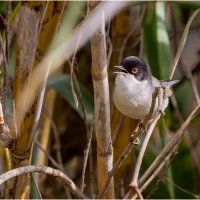 Средиземноморская славка, или масличная славка (лат. Curruca melanocephala) :: Александр Григорьев