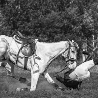 Конкур :: SanSan 