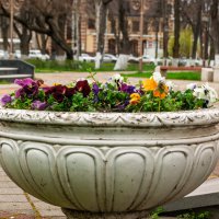 Уличная ваза :: Игорь Сикорский