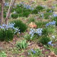 Робкое весеннее пробуждение! :: Ирина Олехнович