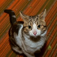 эти глаза напротив... :: Aleksandr .