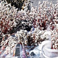 Друзья, с Вербным воскресеньем" :: Валентина *