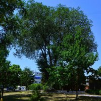 Керчь. Вяз в сквере Городской администрации. :: Пётр Чернега